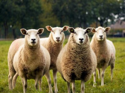 Townings-farm-sheep-in-field
