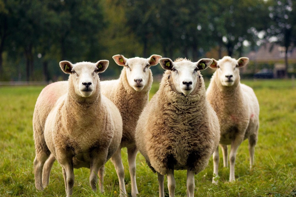 townings-farm-sheep-in-field